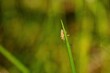 Tick brown sits on green blade of grass stalk in spring forest. Tick crawling on green leaf close up.