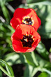 Selective focus on blooming red tulips in bright sunshine. Focus on the foreground.