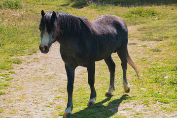 horse, animal, nature, plants, spring, sunny, mountains, landsca