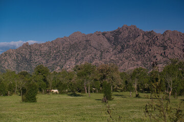 horse, animal, nature, plants, spring, sunny, mountains, landsca