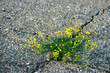A small plant with yellow flowers grows in a crack on the asphalt