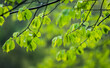Green leaves of a beech tree in wet forest after rain, shallow depth of field