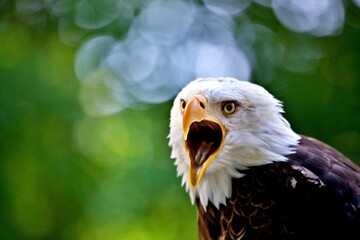 Wall Mural - Portrait Weisskopfseeadler