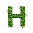 Capital letter h is created from young green arugula sprouts on a white background.