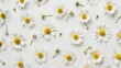 © Pascal - Chamomile daisy flower buds pattern on white background. Minimal summer flower composition