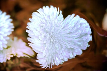 Wall Mural - heart dandelion in the meadow