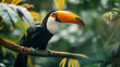 © Gabriel - Um tucano pousado sobre um galho em uma floresta tropical