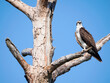 A Beautiful Osprey Perched in a Dead Tree