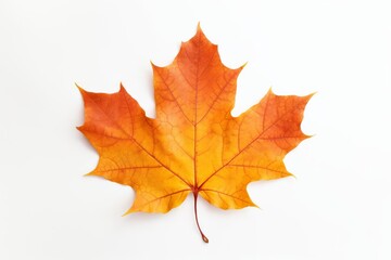 a single leaf of a maple tree is shown in full color