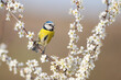 Blue tit on a branch with blossoms in spring