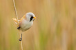 Bird male bearded tit sits on a reed. Panurus biarmicus