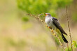 Common cuckoo Cuculus canorus in the wild