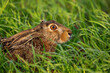 European hare Lepus europaeus, also known as the brown hare