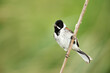 Portrait of a common reed bunting perched on a reed