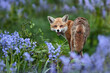 Portrait of a red fox amongst bluebells in spring