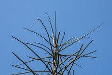 The Branches Of A Dry Tree Against A Blue Sky Background