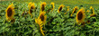 sunflower heads with seeds, yellow flowers and green leaves, panoramic