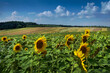 sunflower heads with seeds at the front of field, yellow flowers and green leaves