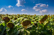 A field with wilted, bent sunflower heads. Almost ready for harvesting, ripening