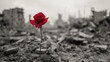 A single red rose grows in a field of rubble. AI.
