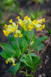 Perennial garden flower Primula veris with yellow petals close-up. Floral beautiful background with flowering plants, macro, selective focus.