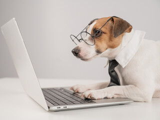 Cute Jack Russell Terrier dog wearing glasses and a tie typing on a laptop. 