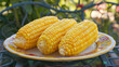 Yellow and fresh boiled corn cobs on a plate
