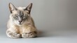 Suave Balinese Cat Resting on Plain Background, Left Side Reserved for Text