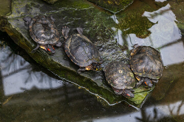 Wall Mural - A large turtle with a shell. The turtle has a body outside the shell. Magnificent tortoise (Trachemys scripta)