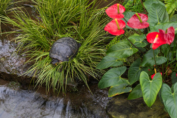 Wall Mural - A large turtle with a shell. The turtle has a body outside the shell. Magnificent tortoise (Trachemys scripta)