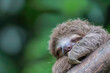 A close-up portrait of an adorable baby sloth, its eyes closed