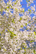 Cherry blossoms in spring. Natural floral background.