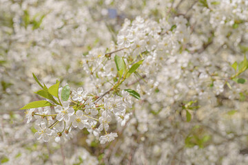 Poster - Cherry blossoms in spring. Natural floral background.