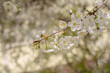 Cherry blossoms in spring. Natural floral background.