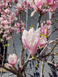 Close up photo of magnolia blossoms in the spring