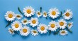 Chamomile flowers collection on blue. Set of colorful Chamomile or Daisy flowers background, top view. Floral pattern.,