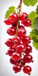Red currant grows on bush. Nature, organic food and gardening