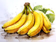 Banana bunch with drops of water splash. Ripe fruit illustration