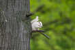 Albino eastern gray squirrel