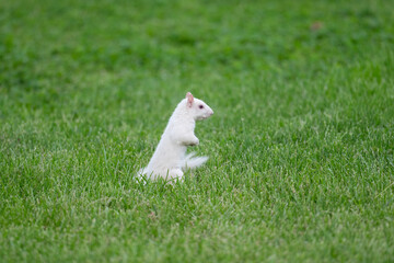 Sticker -  Albino eastern gray squirrel