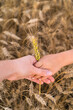the hands of a child and a mother in a rye field against the background of ears of corn. ripe ears of wheat field. The concept of a rich harvest, vertical photo