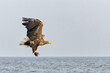 White Tailed Eagle (Haliaeetus albicilla), also known as Eurasian sea eagle and white-tailed sea-eagle. The eagle is fishing in the delta of the river Oder in Poland, Europe.