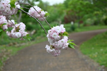 Sticker - Double Cherry Blossom (Yaezakura) is a spring tradition and has a deep relationship with the Japanese people, and there are many cultivated varieties. Also called 'Botan-zakura'.
