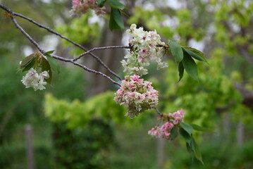 Sticker - Double Cherry Blossom (Yaezakura) is a spring tradition and has a deep relationship with the Japanese people, and there are many cultivated varieties. Also called 'Botan-zakura'.
