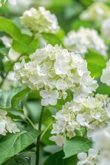 Poster - Cluster of white flowers with green leaves, perfect for nature-themed designs