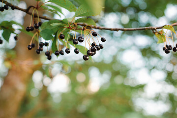 Wall Mural - Branches of cherries ripening in the garden. Summer fruit harvest and organic produce concept