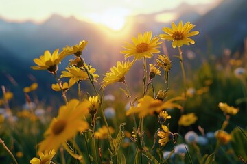 Aufkleber - Beautiful sunset over a field of yellow flowers, ideal for nature backgrounds