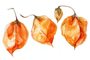 Poster - Bright orange flowers on a simple white background, perfect for various design projects