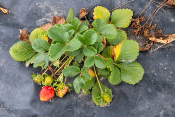 Wall Mural - A strawberry plant with a single strawberry on it