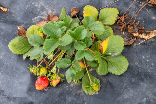 A strawberry plant with a single strawberry on it